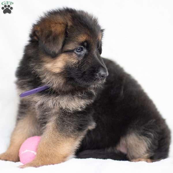 Jazzy, German Shepherd Puppy